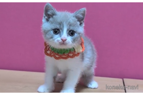 成約済の東京都のブリティッシュショートヘア-104479の5枚目